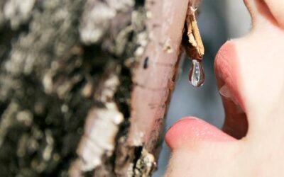 SAVIA DE ABEDUL, DULCE POR NATURALEZA