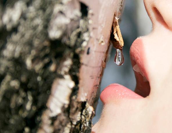 SAVIA DE ABEDUL, DULCE POR NATURALEZA