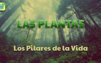 LAS PLANTAS. LOS PILARES DE LA VIDA