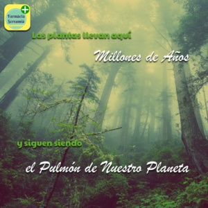 plantas cabello