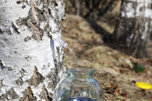 árbol con savia de abedul