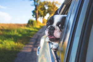 perro terapia animal alzheimer