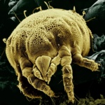 'Acaro alergia polen