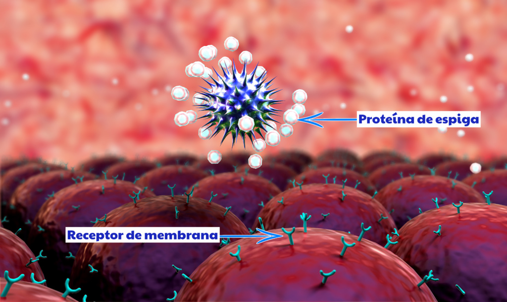 Coronavirus y entrada en célula