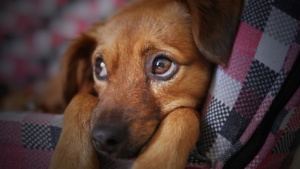 abandono terapia animal alzheimer