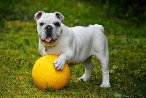 jugar terapia animal alzheimer