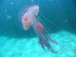 medusa picaduras en la piel
