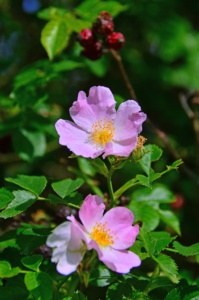 Plantas rosa mosqueta