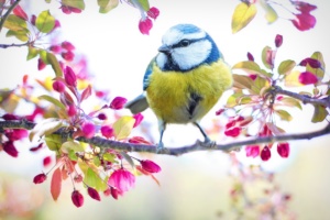pajaro astenia