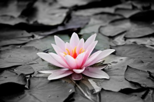 flor higiene íntima
